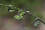 Wild comfrey